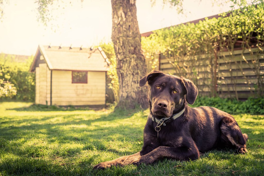 a large dog near an outdoor dog house