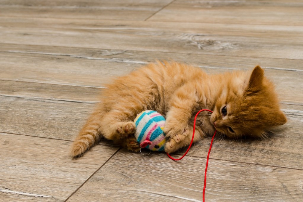 Dryžuota katė žaidžianti su žaislu
