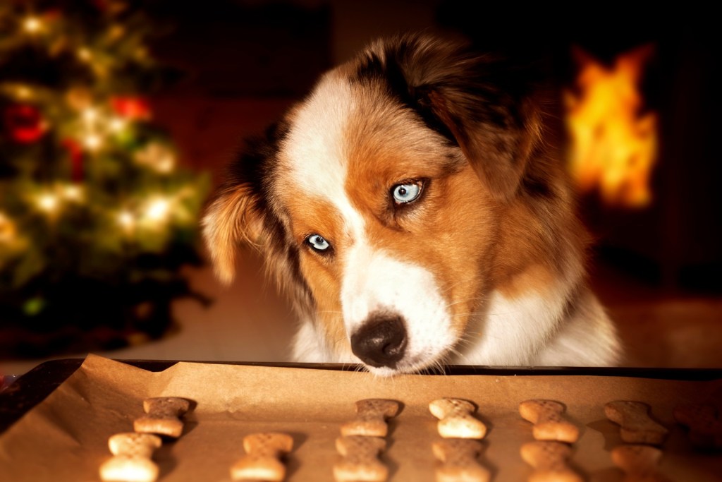 Australian shepherd looks at dog treats on plate