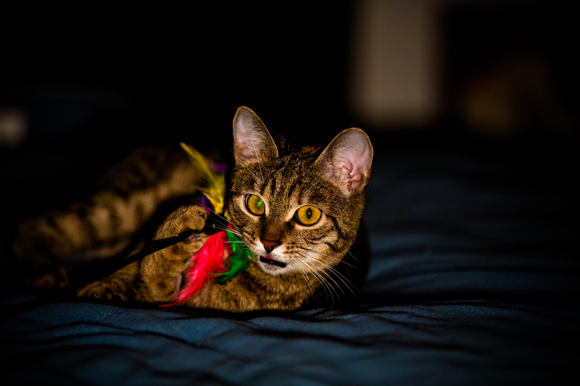 Cat playing with a toy on a bed at night