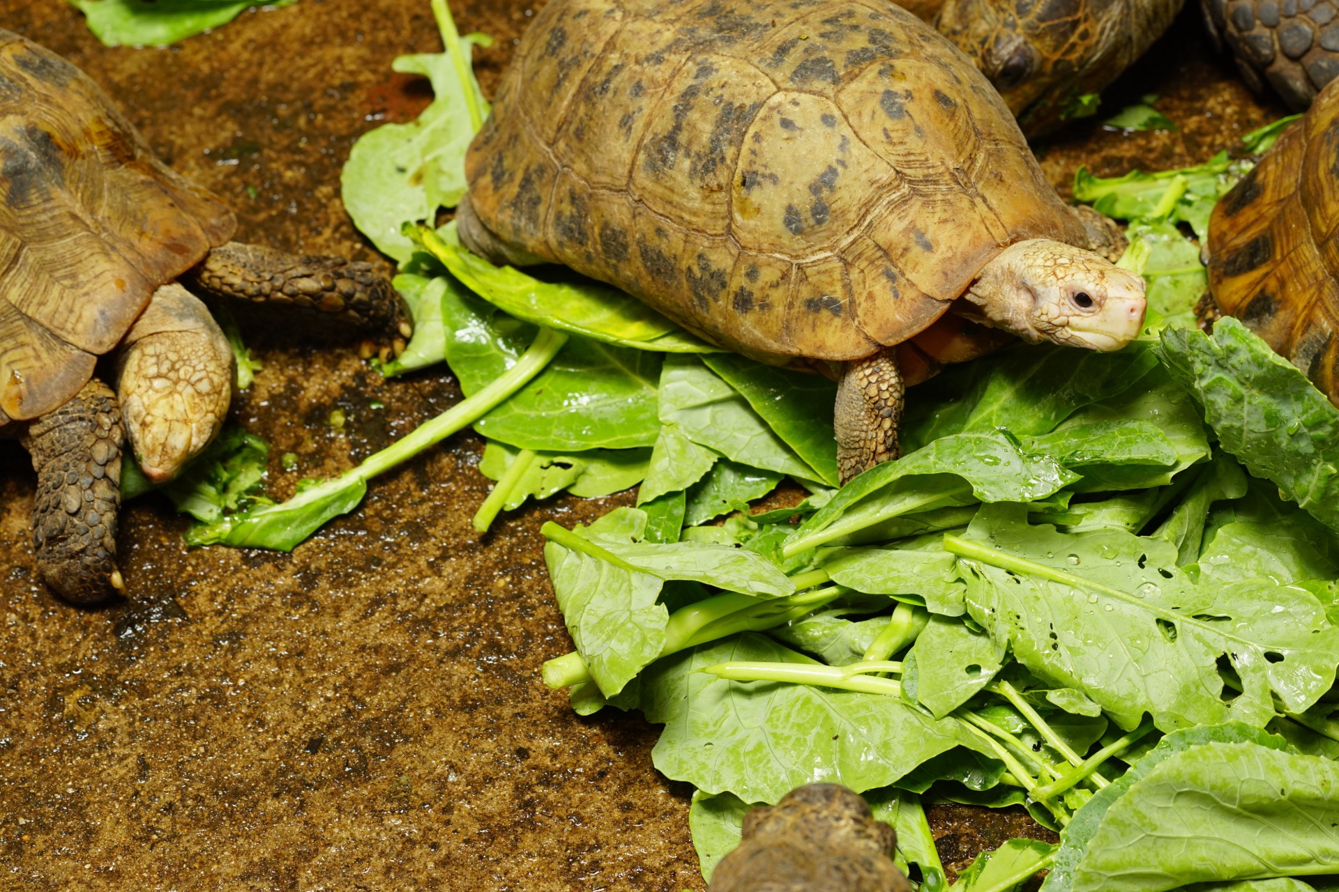 Two turtles eating kale