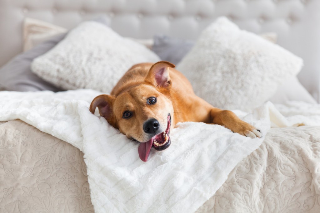 Big dog lying on bed