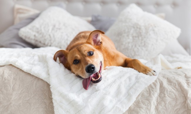 Big dog lying on bed