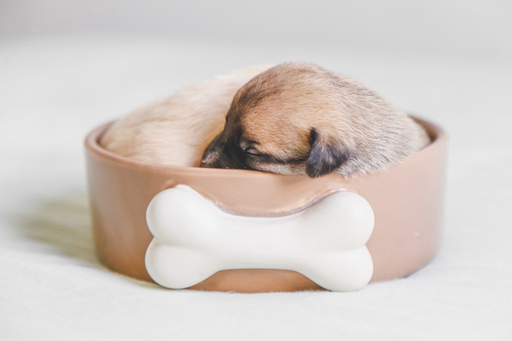 small puppy curled up sleeping in bowl with bone on front
