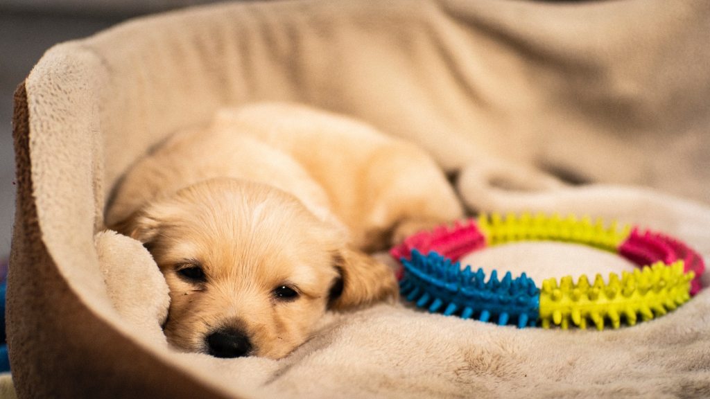 puppy resting in dog bed next to toy