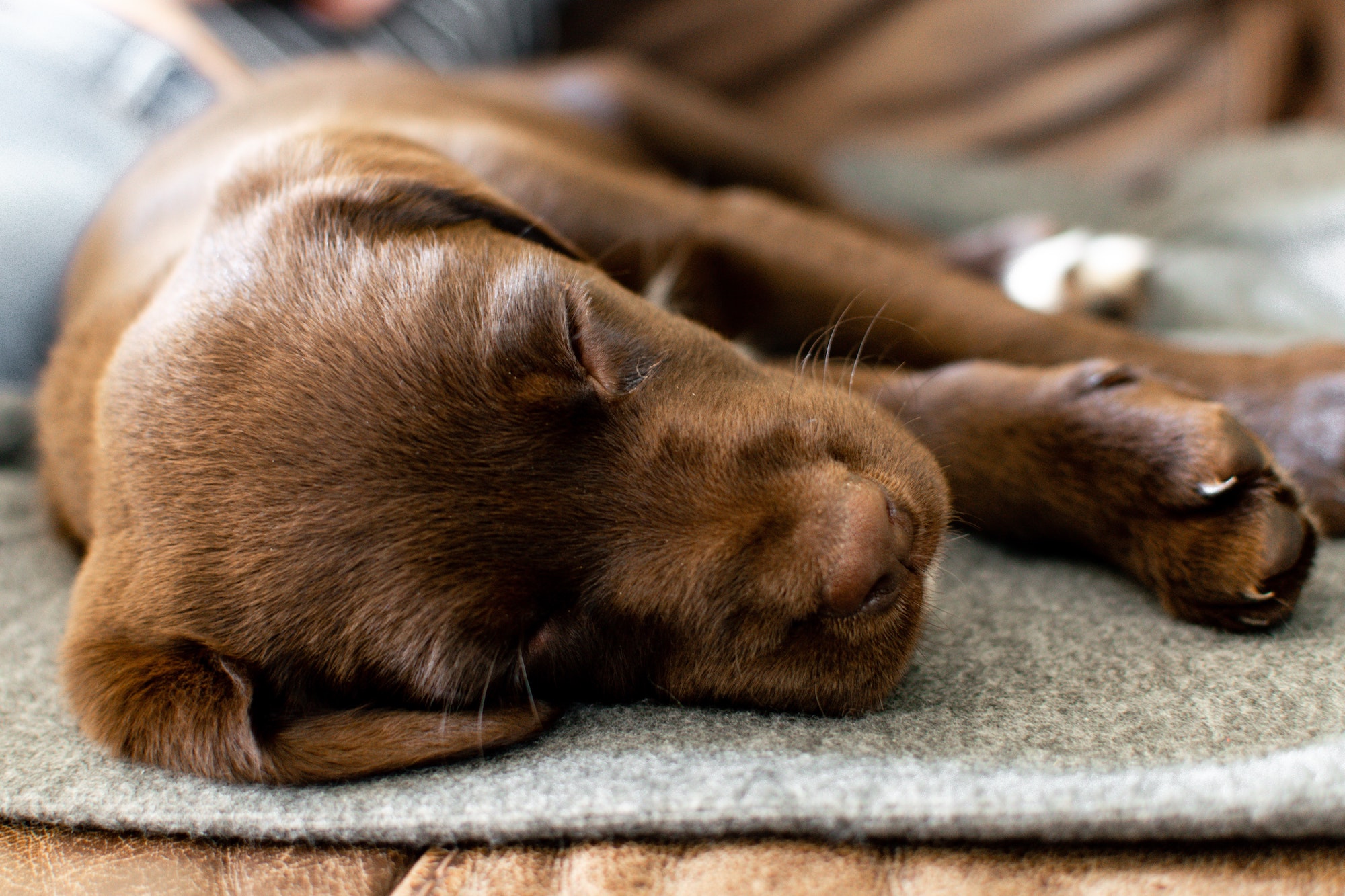 should you wake a puppy to eat