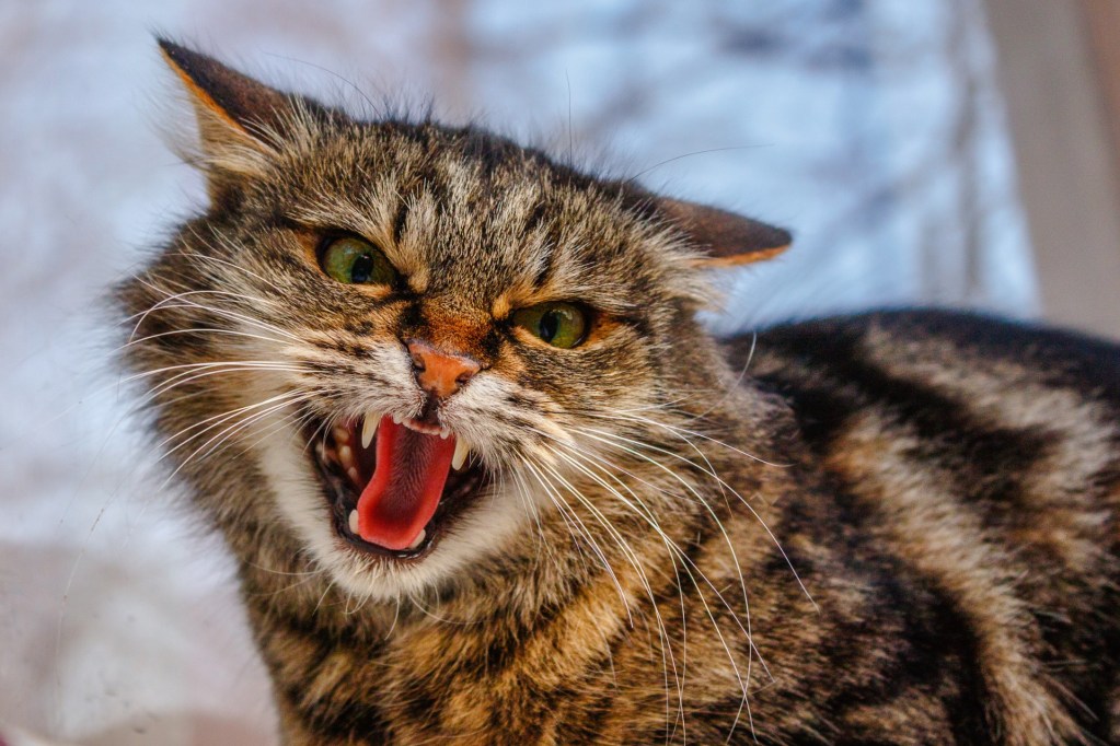 Scary striped cat hissing