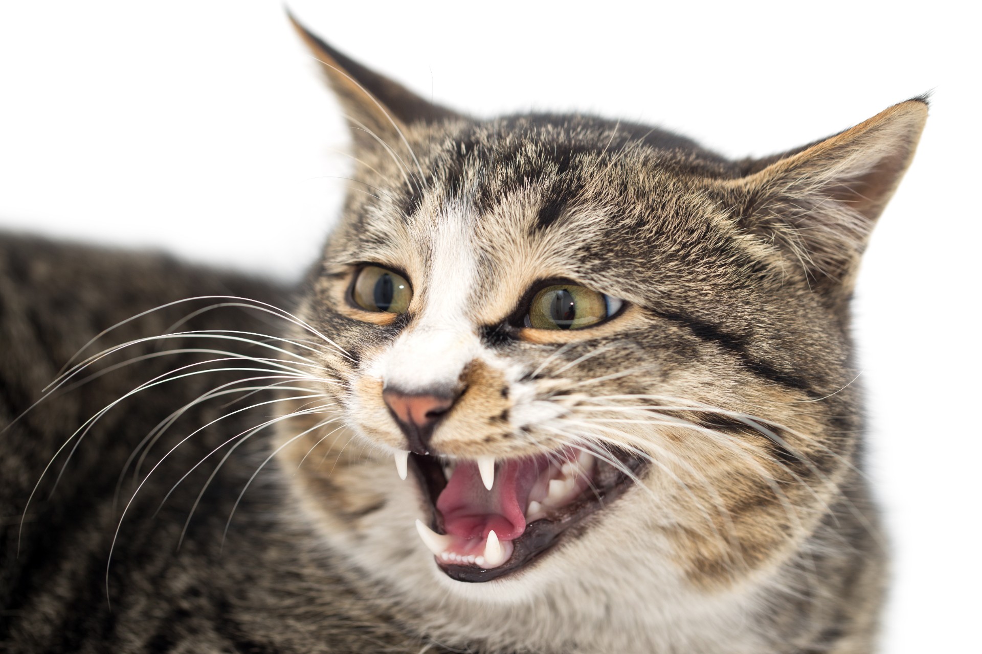 Cat with large eyes hissing