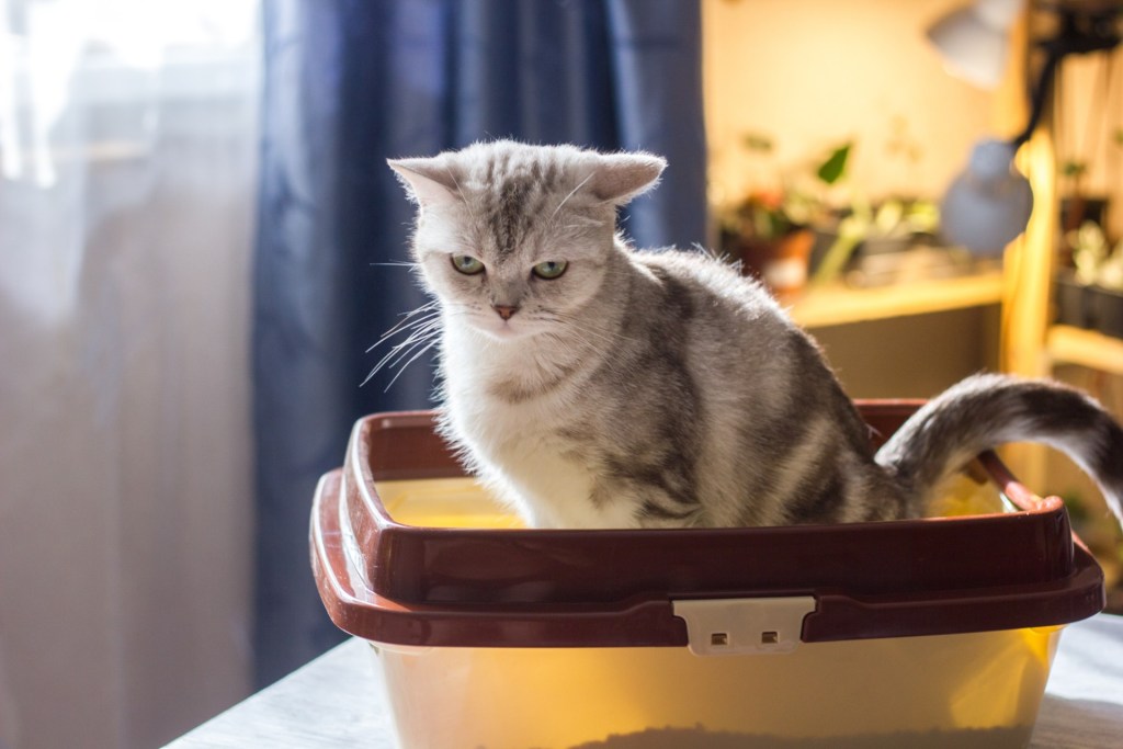 Striped cat sitting a litter box