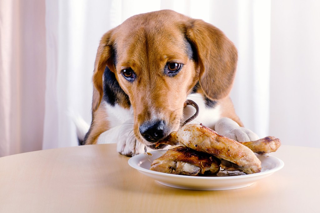 Small dog eating chicken legs off a plate