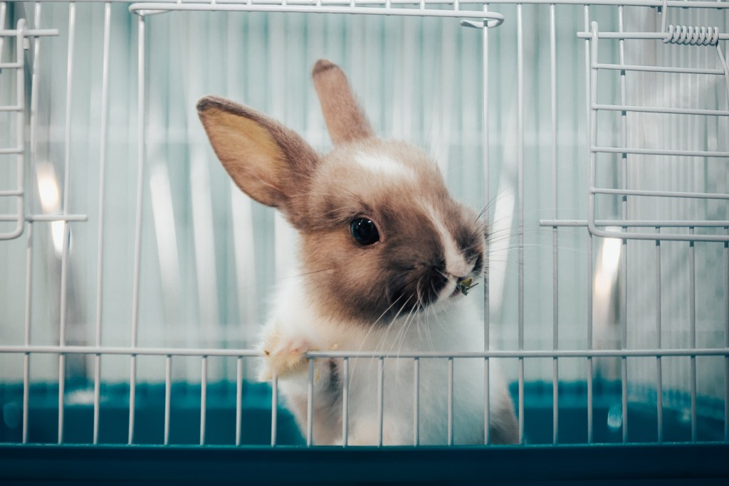How to Properly Clean Your Pet Rabbit in 4 Steps | PawTracks