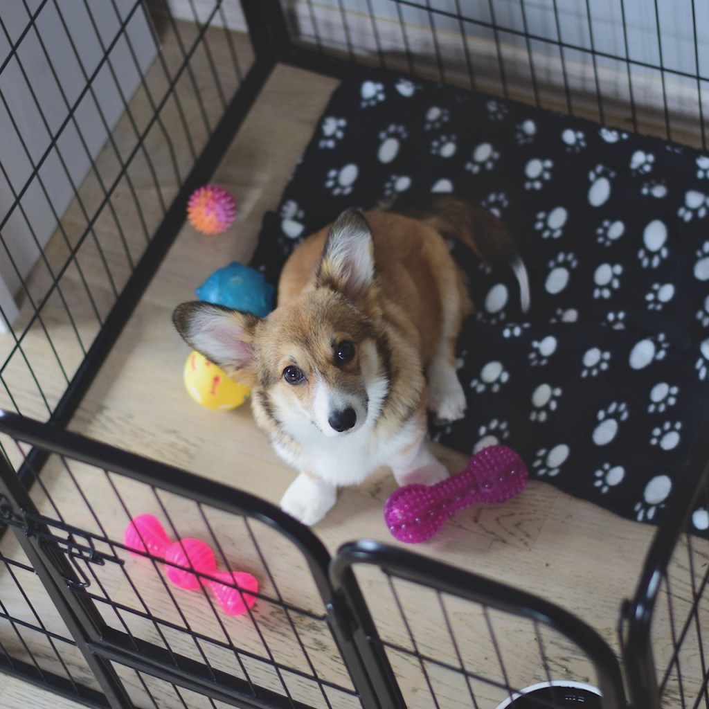 Dog in a crate with blanket and chew toys