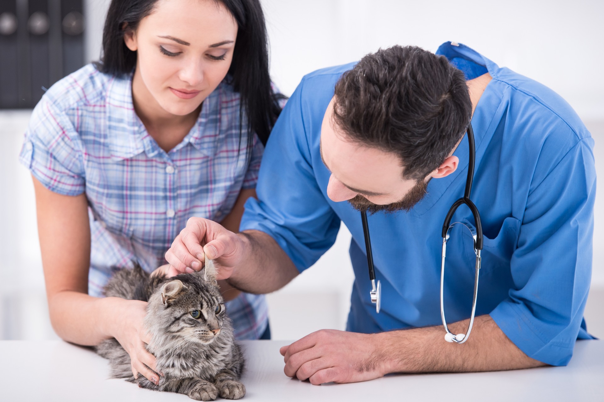 Veterinarijos gydytojas apžiūri katę, kol šeimininkas ją laiko