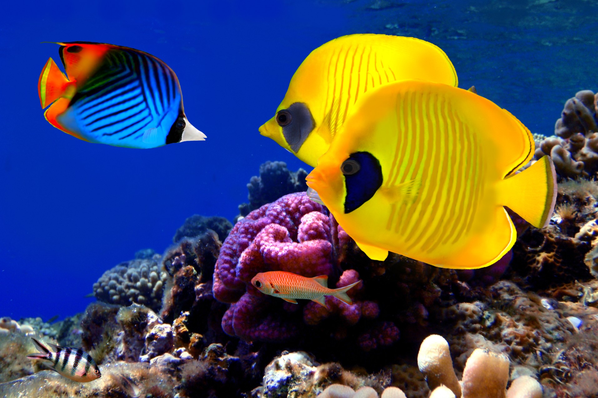 Three colorful tropical fish in an aquarium