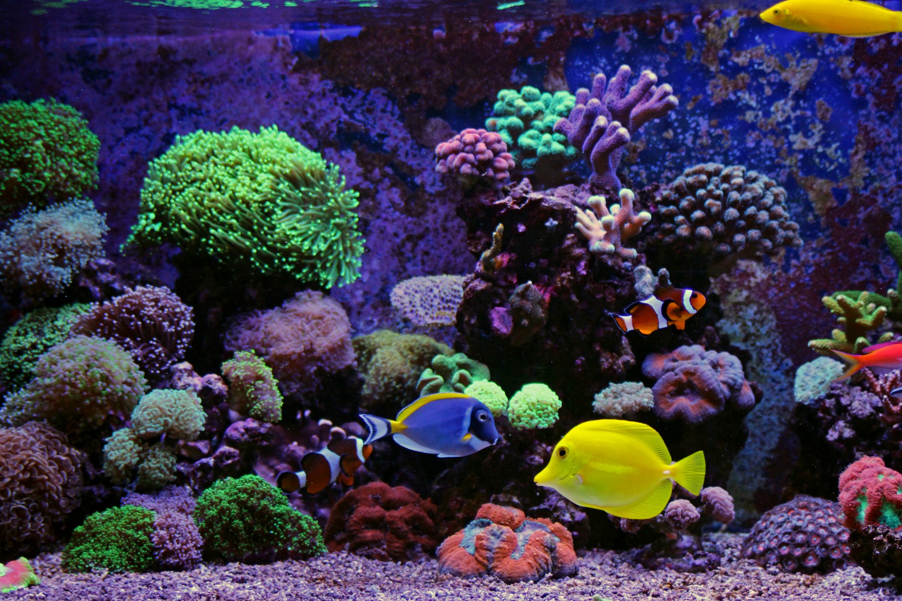 Great Water Plants for Your Saltwater Aquarium | PawTracks