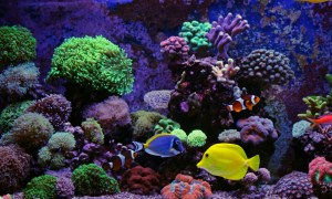 Colorful fish and coral in a saltwater aquarium
