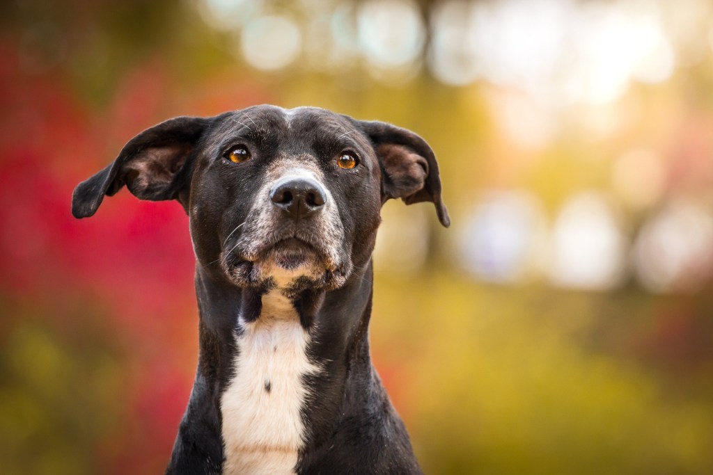 Old dog standing outside near trees