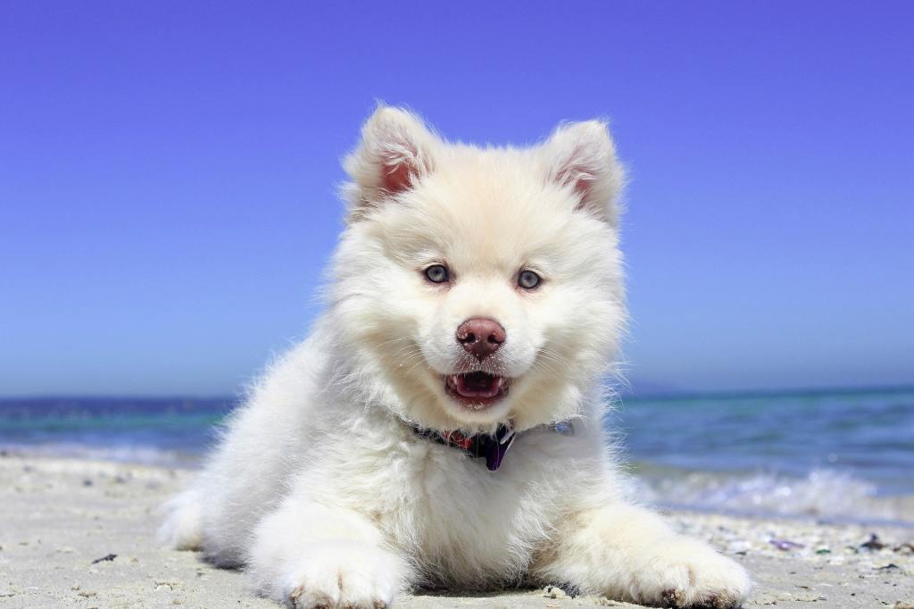 American Eskimo puppy lying on the beach.