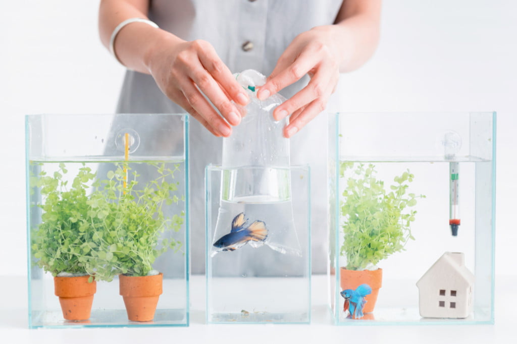 What Turns Aquarium Water Green and How You Can Fix It - Best Acrylic Aquarium What Turns Aquarium Water Green and How You Can Fix It - Best Acrylic Aquarium