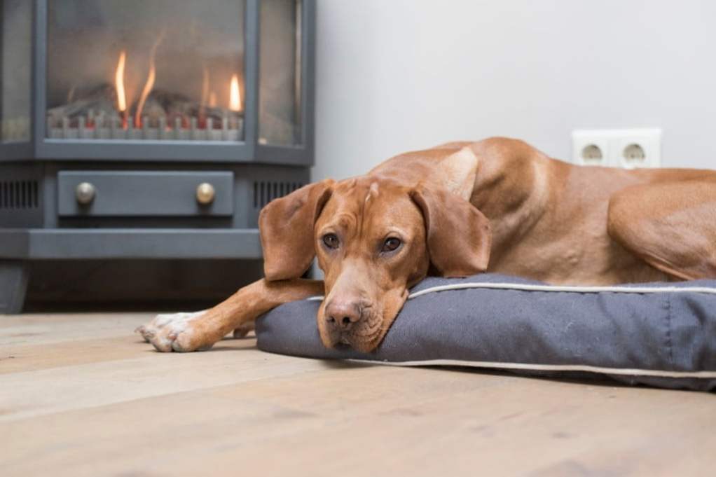 A dog lies on a dog bed in front of a fireplace heater