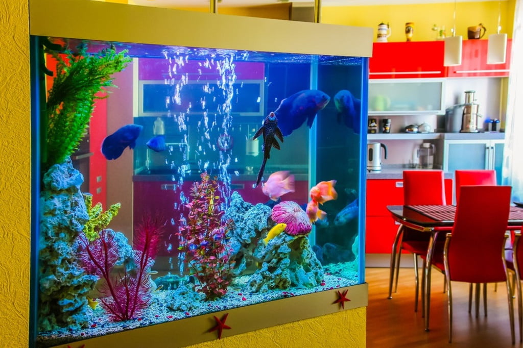 Bubbler in a fish tank in a trendy apartment