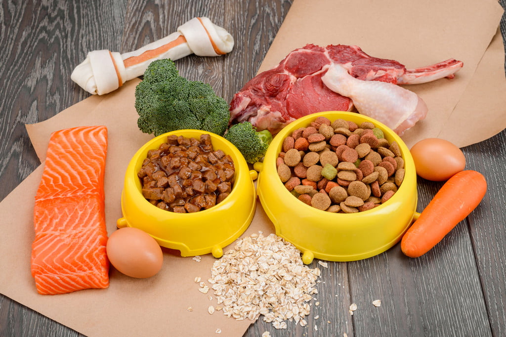 Dog food with salmon, carrots, and meat