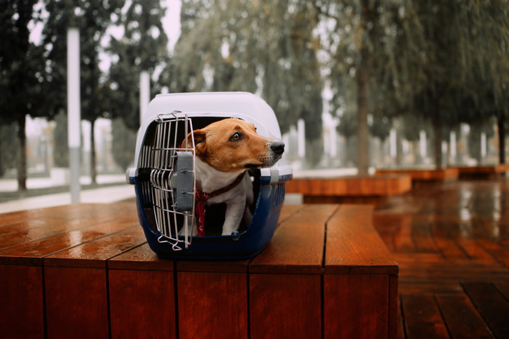 Jack Russel sits outside in a plastic crate