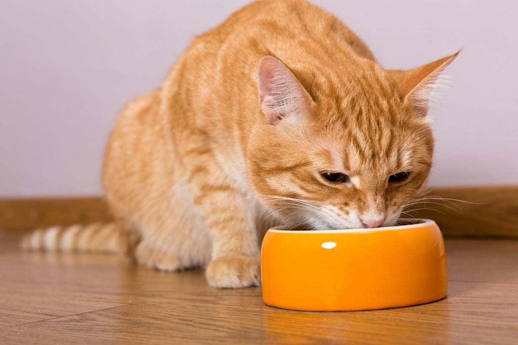 Orange tabby cat eating from an orange bowl.