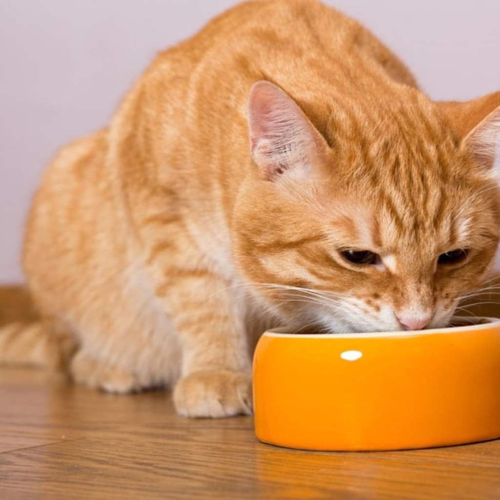 Orange tabby cat eating from an orange bowl.