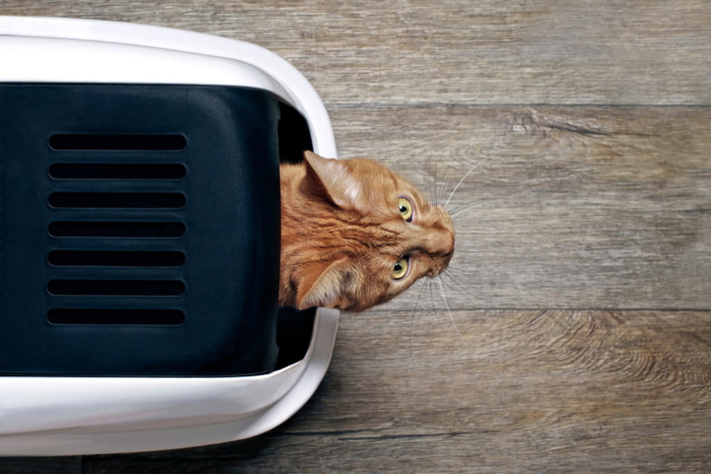 Cat using a self-cleaning litter box
