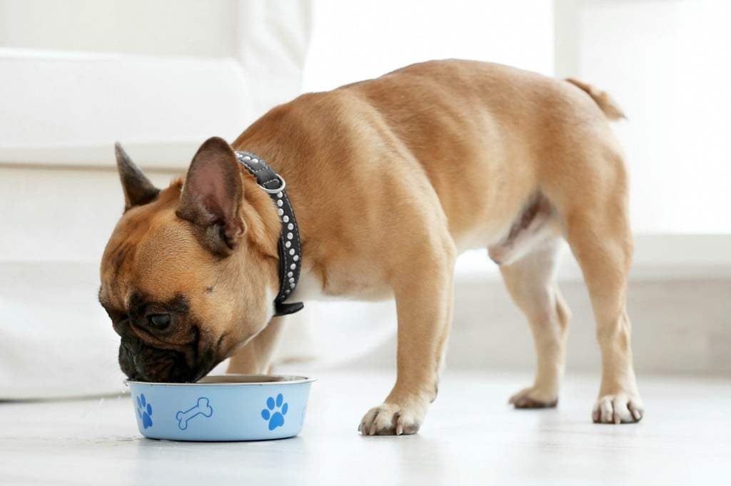 A French Bulldog stands and leans over a food bowl, eating from it