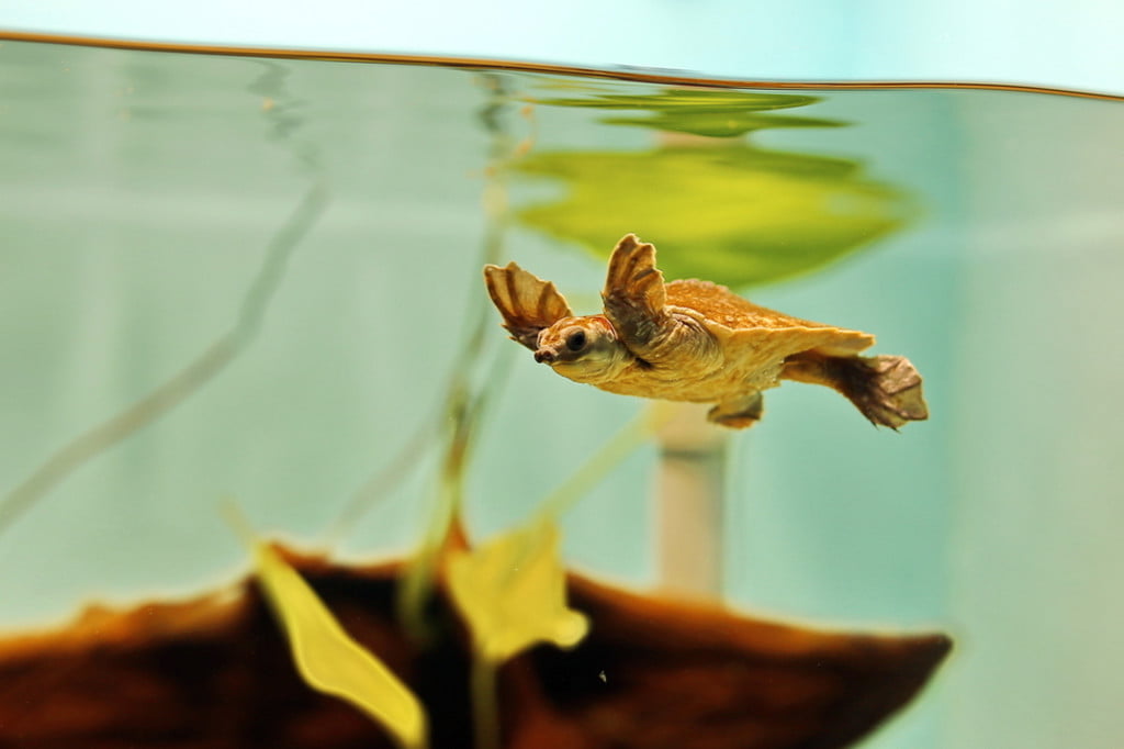 A turtle swimming in a tank