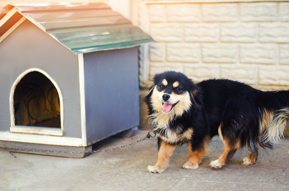 Black and white puppy outside a dog house.