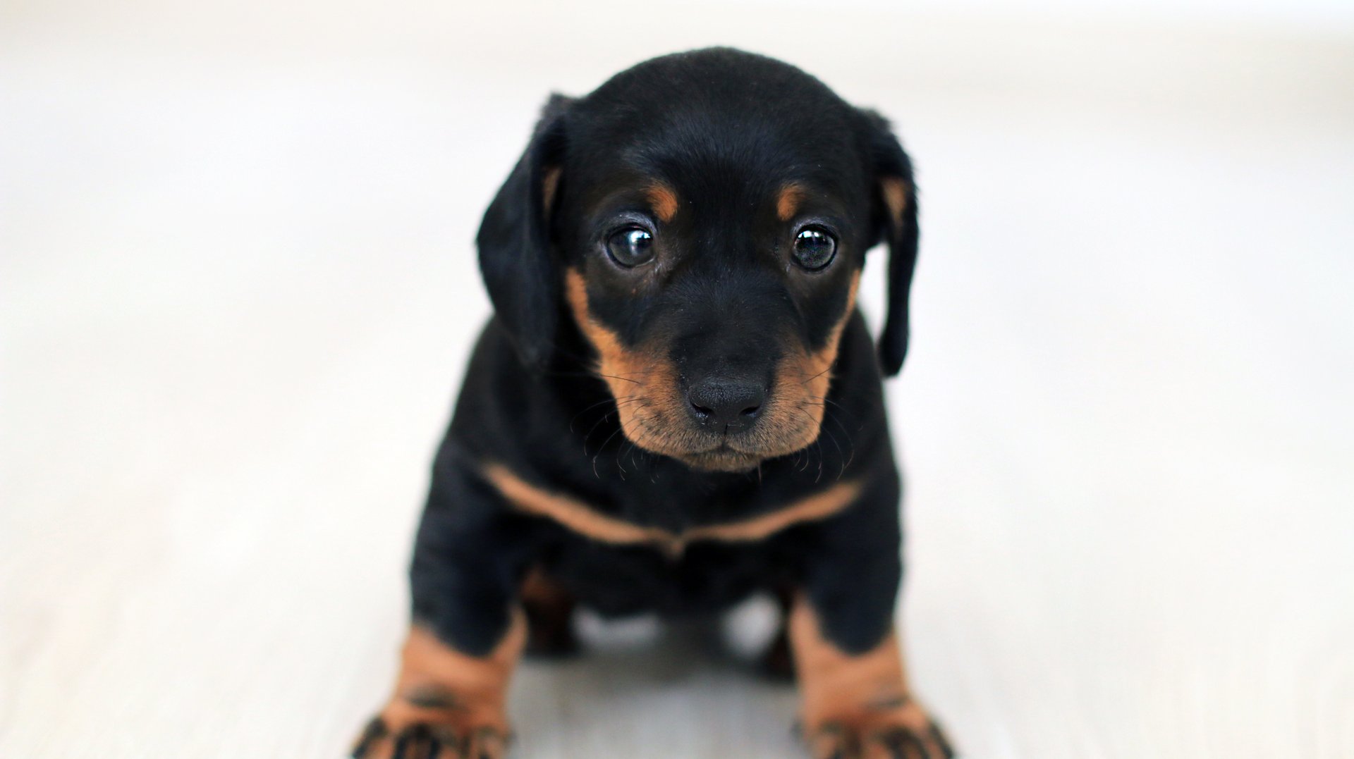 https://www.pawtracks.com/wp-content/uploads/sites/2/2020/10/black-and-tan-puppy.jpg?p=1