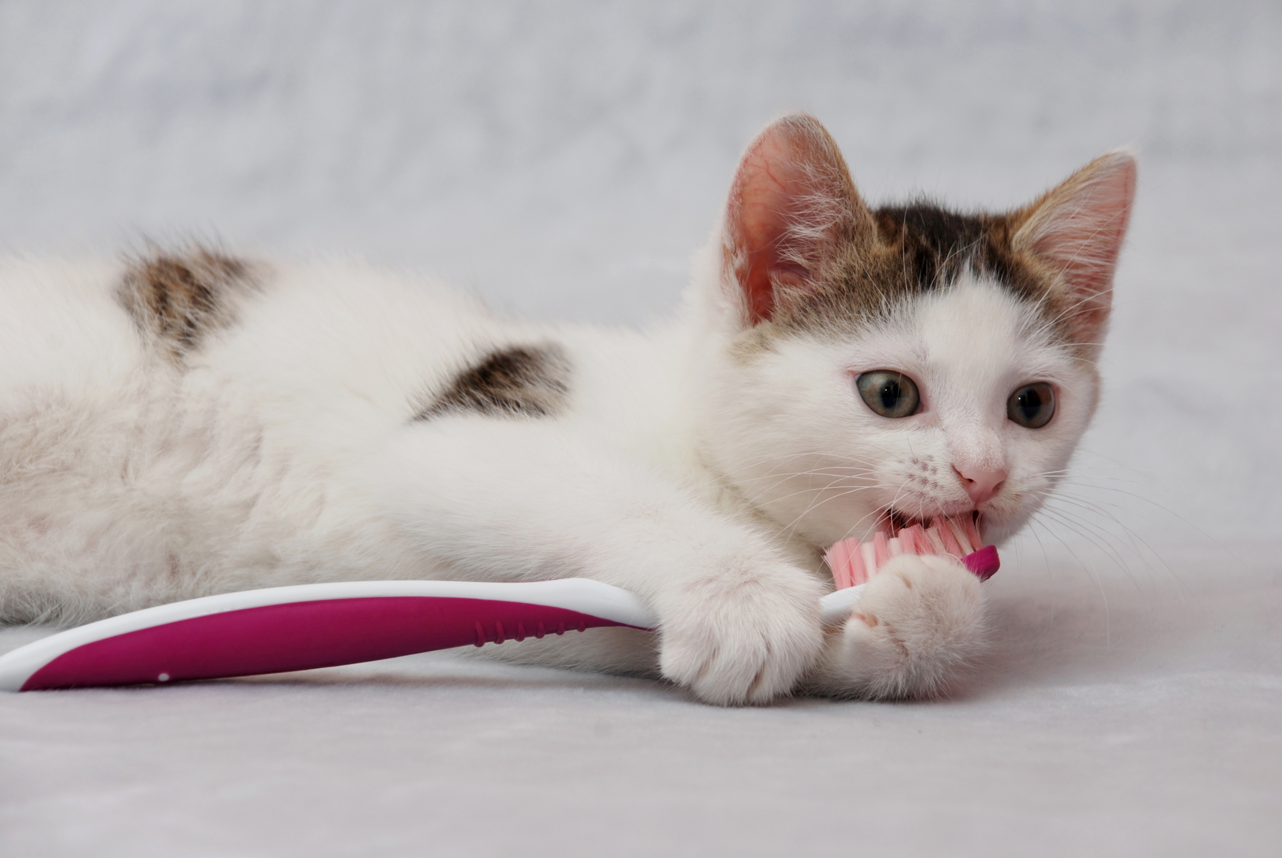Maža katė kramto dantų šepetėlį