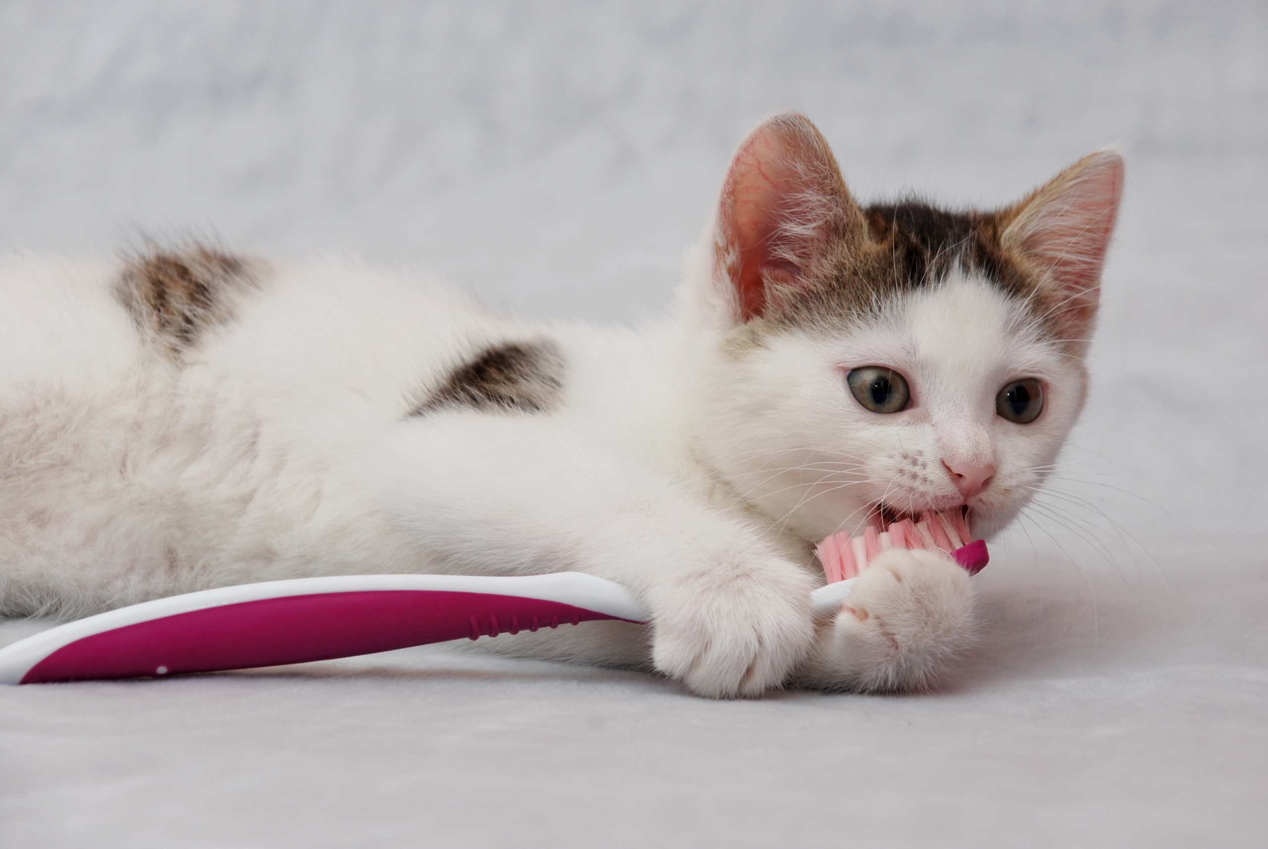 Small cat chewing on a toothbrush