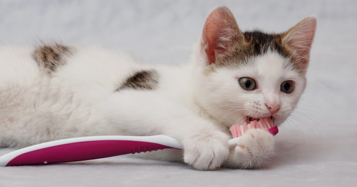 5 Ways to Freshen Your Cat's Bad Breath PawTracks