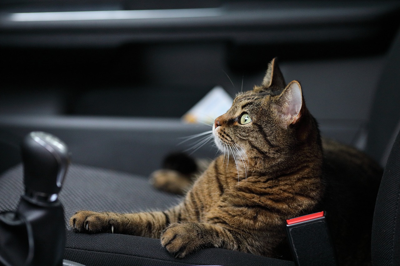 Cat car accessories make road trips easier