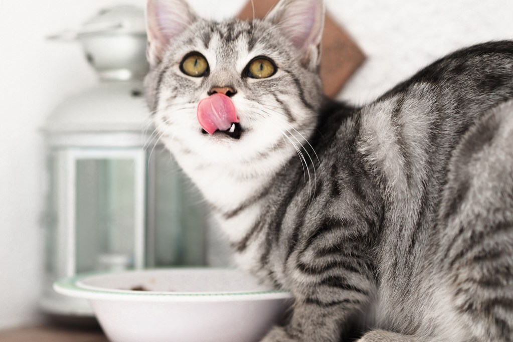 Cat eating and licking their lips