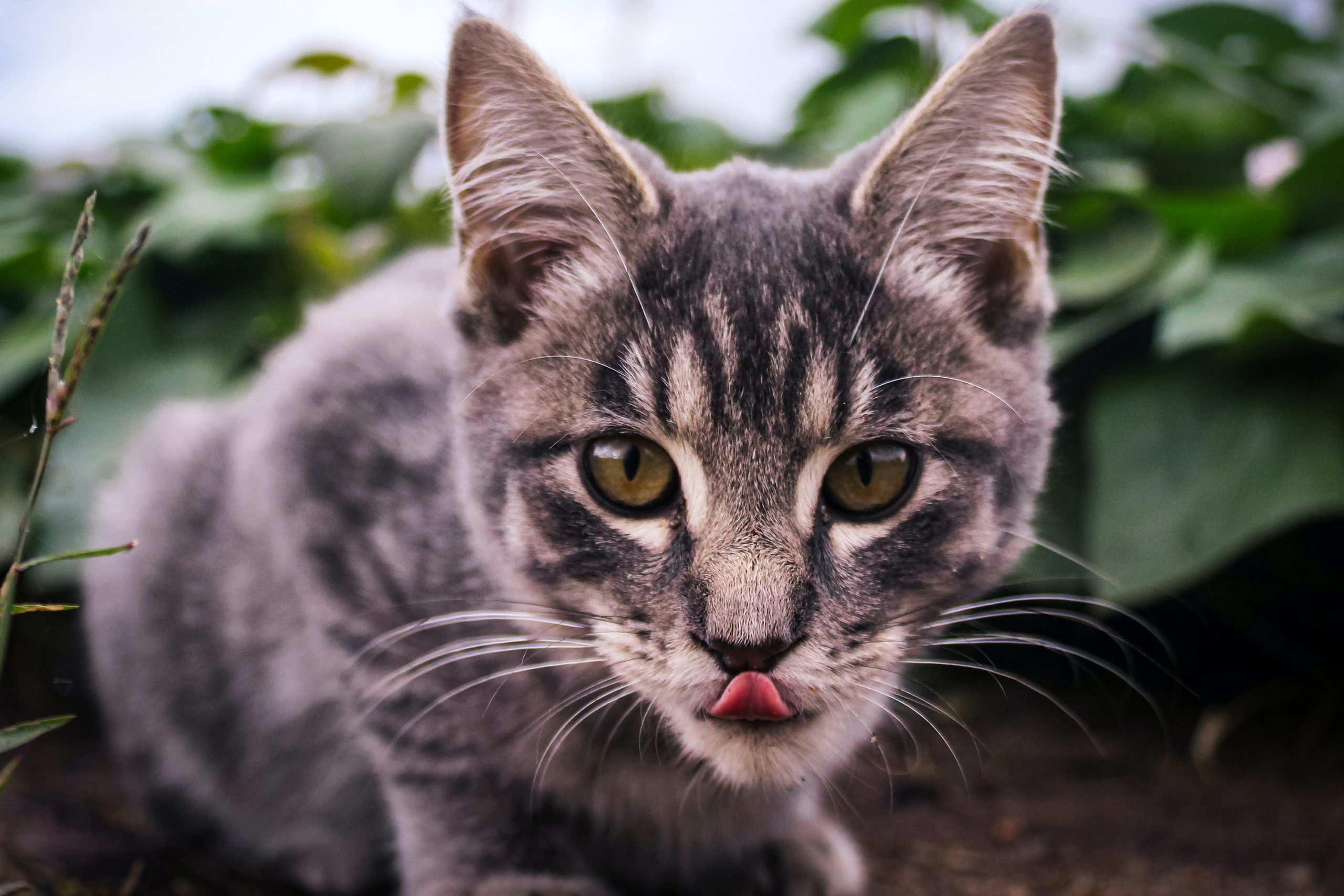 Cat licking lips