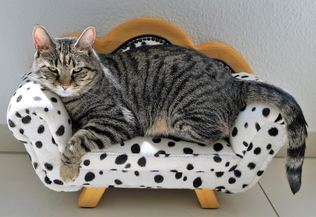 a comfortable bed encourages a cat to sleep through the night