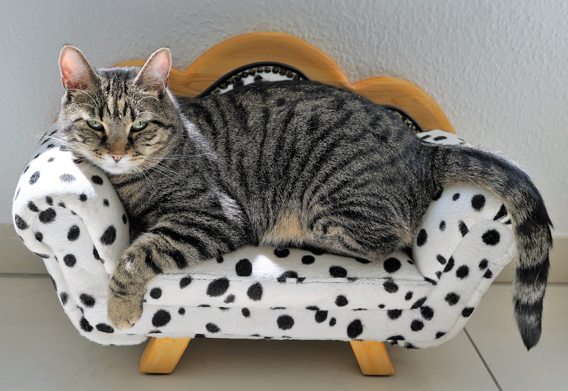 Here's How to Get Your Kitten to Sleep Through the Night | PawTracks