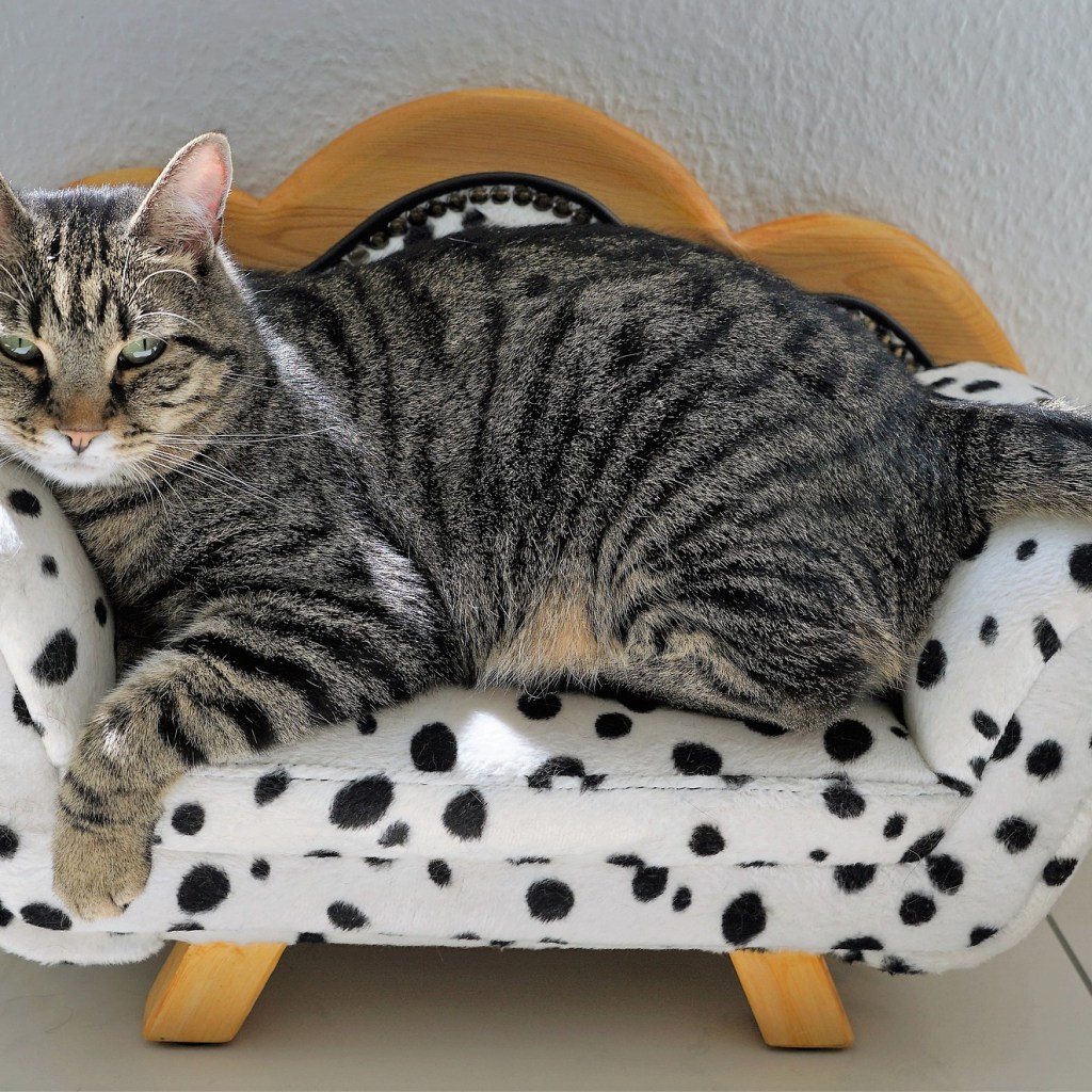 a comfortable bed encourages a cat to sleep through the night