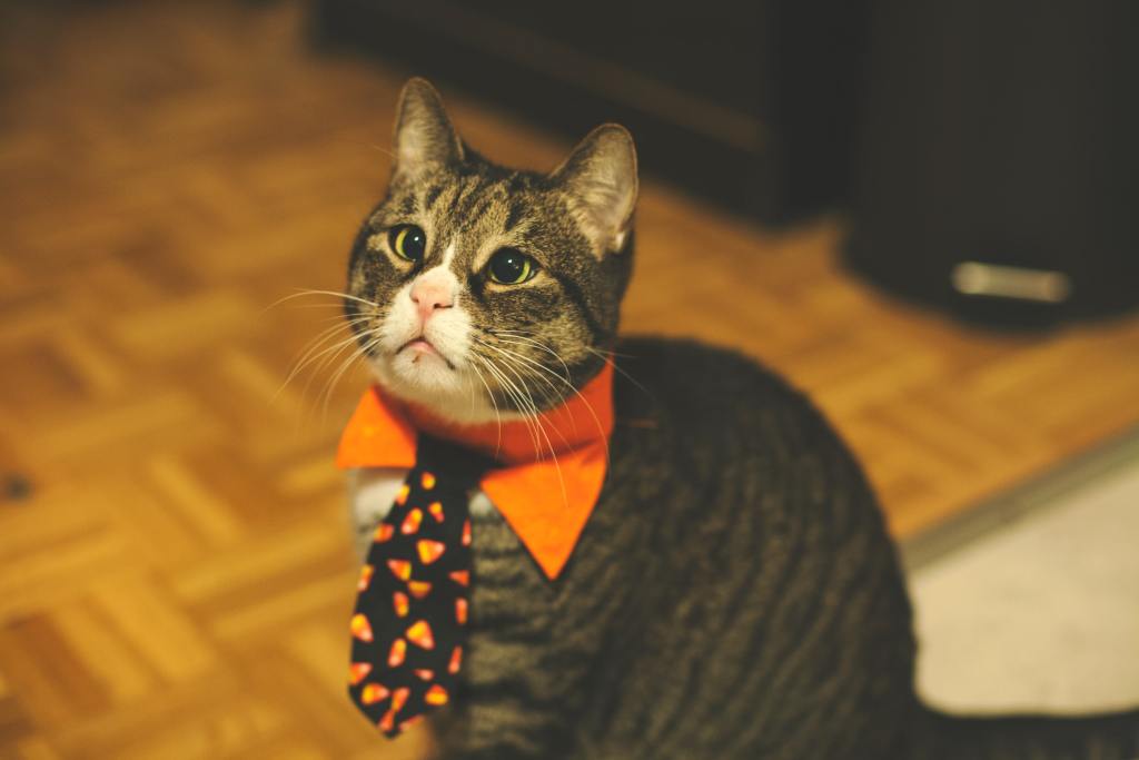 Cute cat in Halloween costume