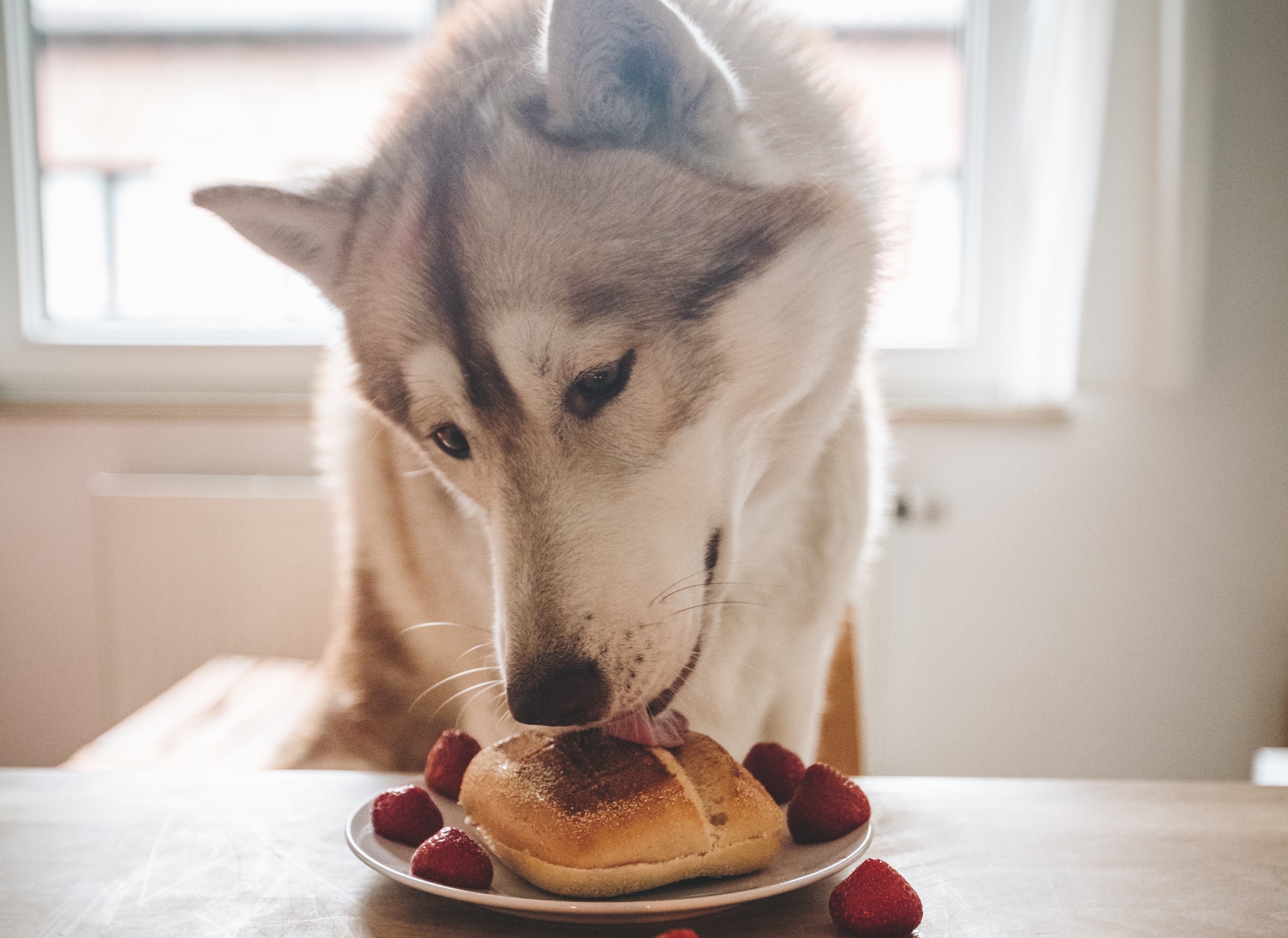 Dog licking bread