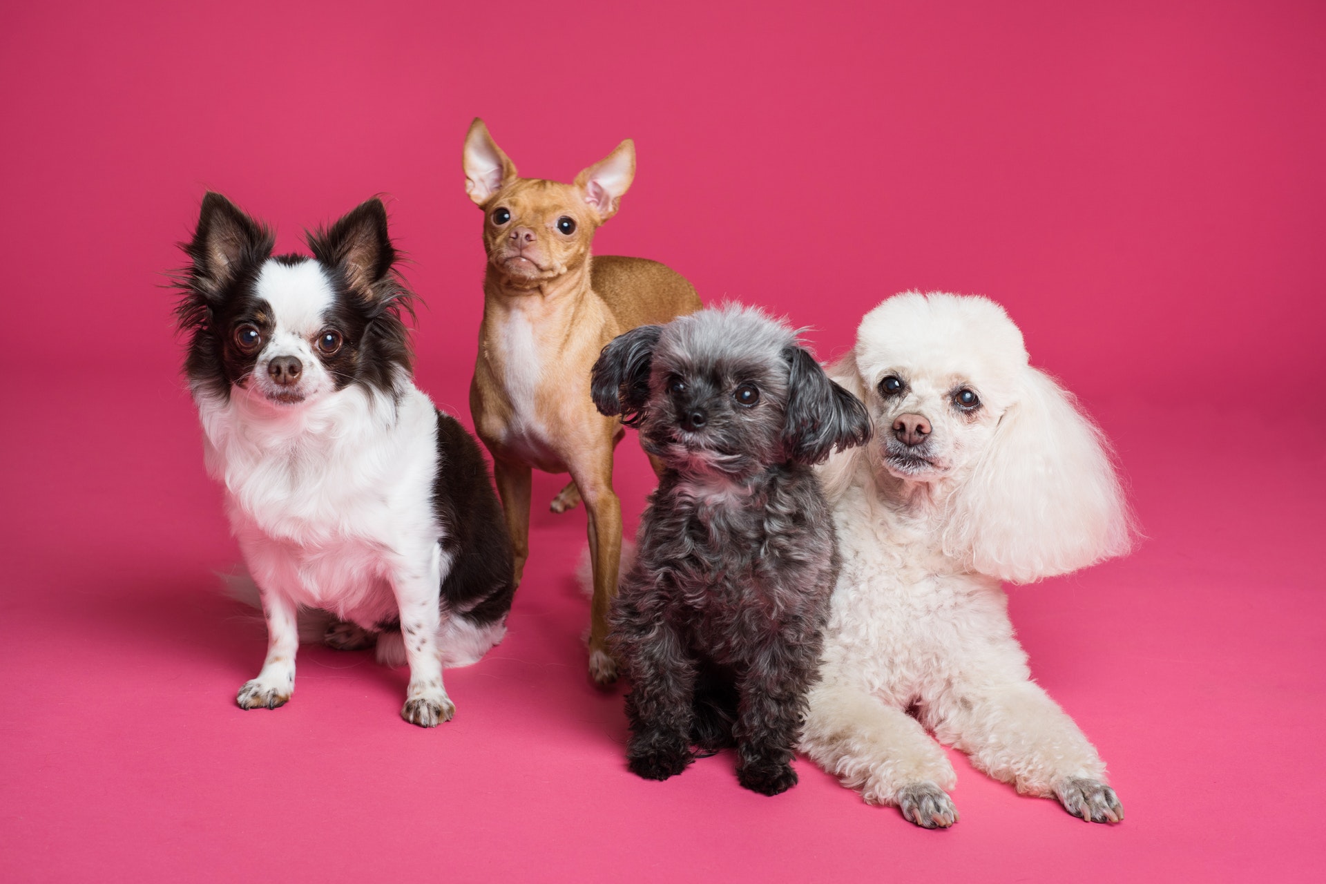 Respect training for dogs How to do it and why it s vital