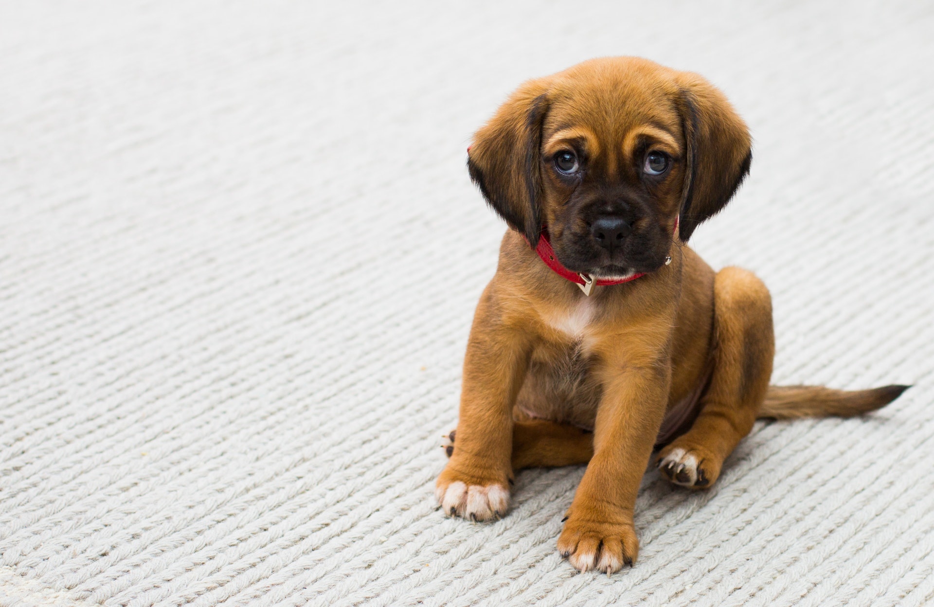 German shepherd puppy wearing a red collar.