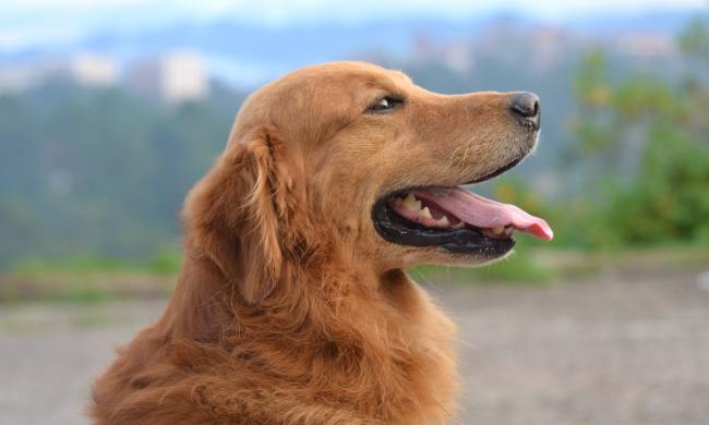 Shallow focus photography of a golden retriever.