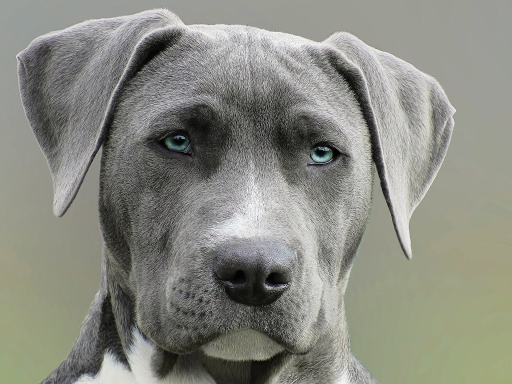 Gray and white dog with blue eyes.