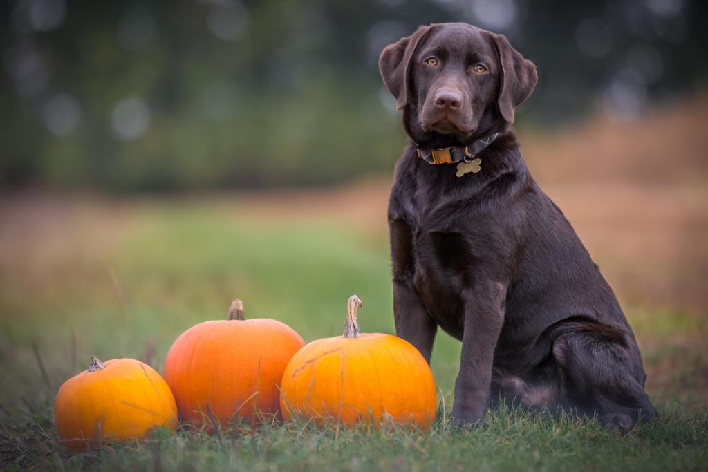 black-chocolate-labrador-pumpkin-safety-tips-halloween